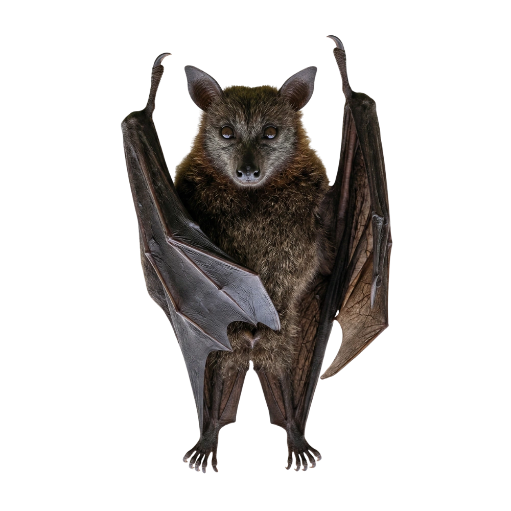Bat removal service