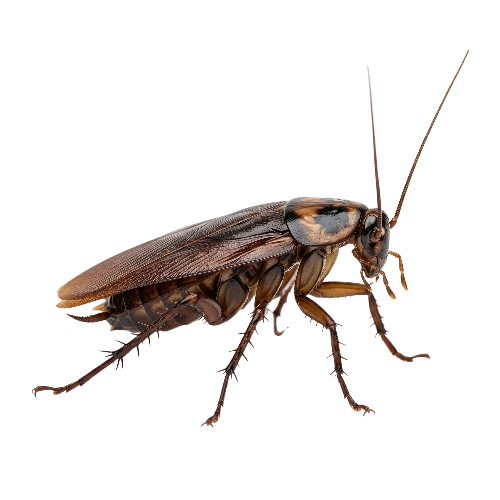 cockroach control service