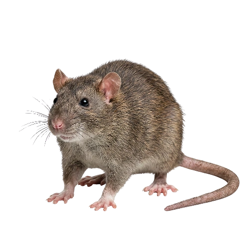 rodent control service