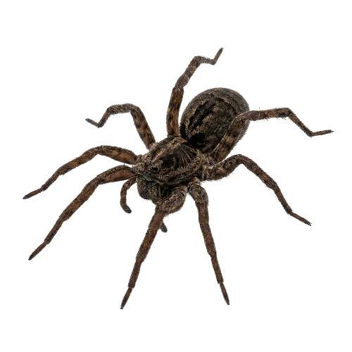 spider control service