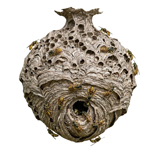 wasp nest service