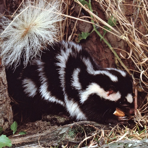 Adult Skunk Control Toronto