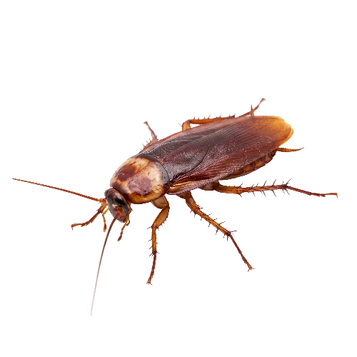 American Cockroaches