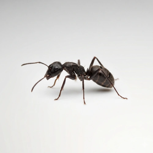 Ants in the House
