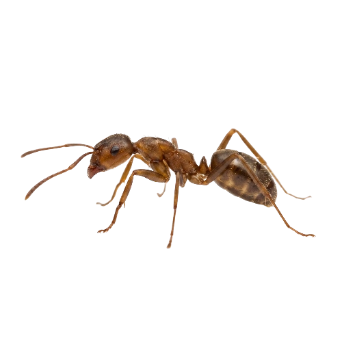 Argentine Ants Control toronto