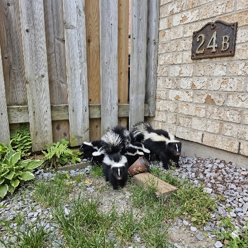 Baby Skunk Control Toronto