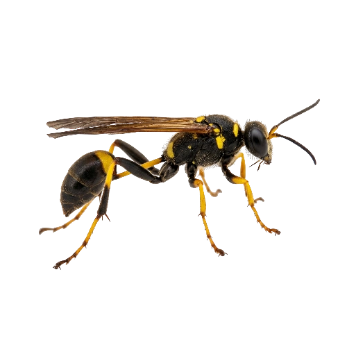 Bald-Faced Hornets