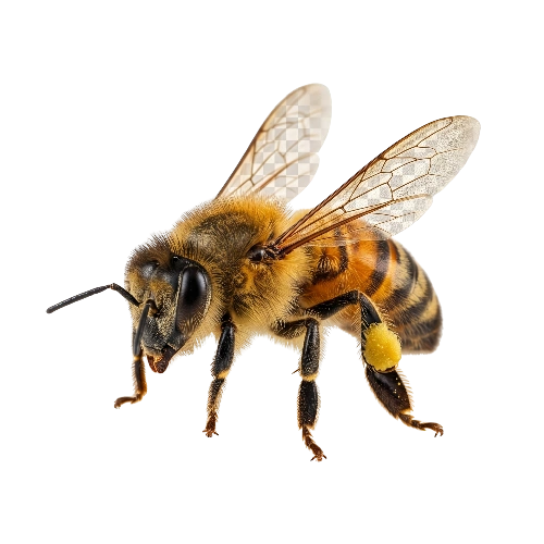 Bee Control