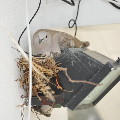 Bird Nest Removal in Toronto