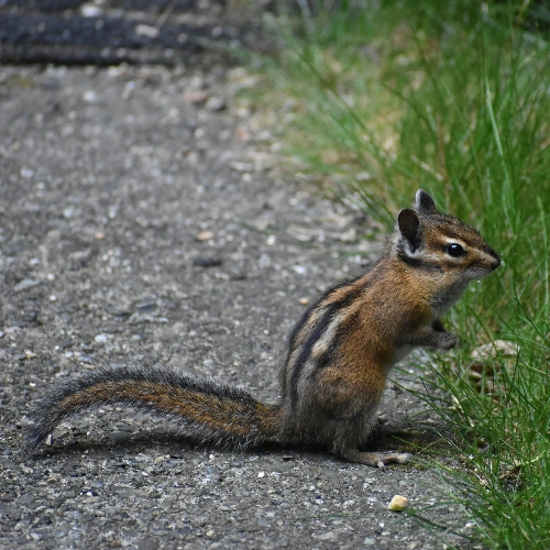 Chipmunk Burrows