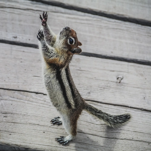 Chipmunk Pups