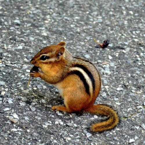 Chipmunk Removal Toronto Price