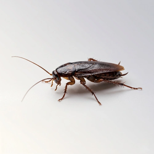 Cockroaches in the House