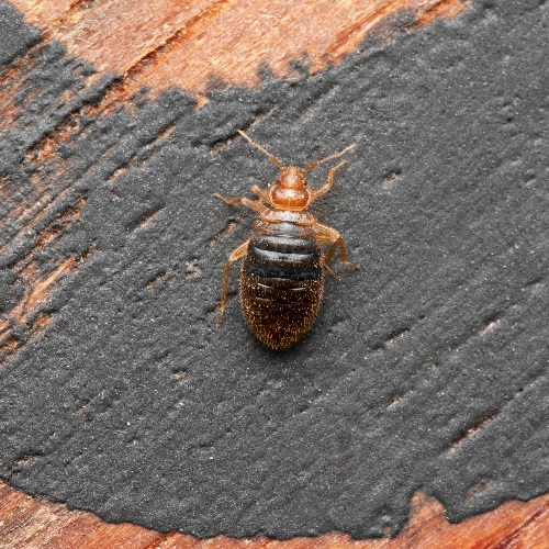 Commercial Bedbug Removal Toronto