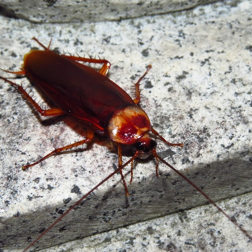 Commercial Cockroach Control Services