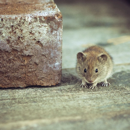 Commercial Mice Control