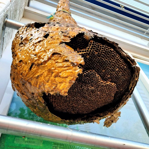 Commercial Wasp Control in Toronto