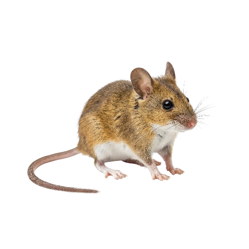 Field Mouse