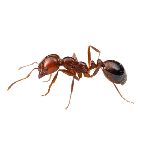 Fire Ants Control toronto