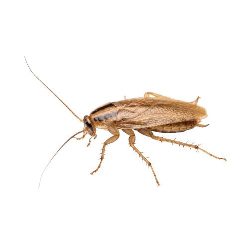 German Cockroaches