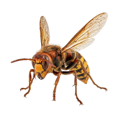 Hornets