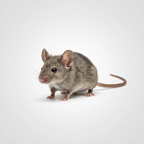 House Mouse Control