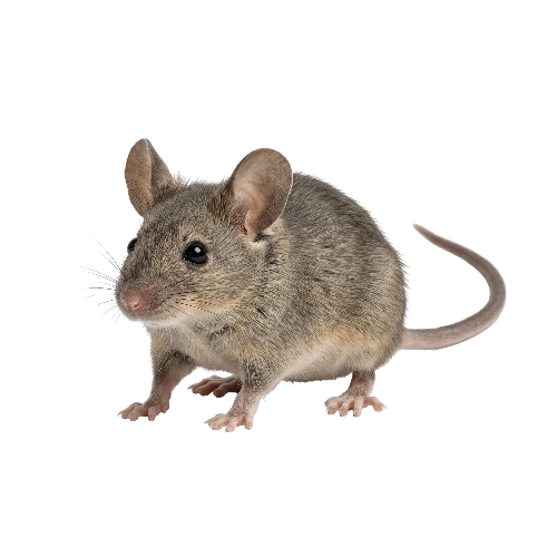 House Mouse