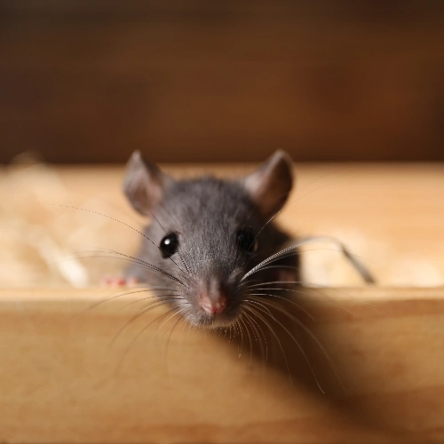 Low-Cost Mice Extermination Services