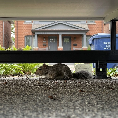 Low-Price Wildlife Removal Solutions