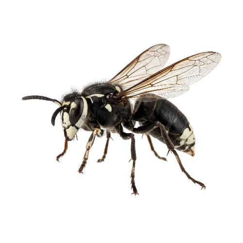 Mud Daubers