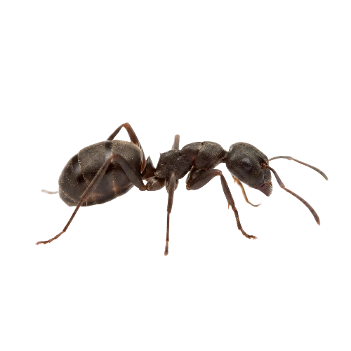 Odorous Ants Control toronto
