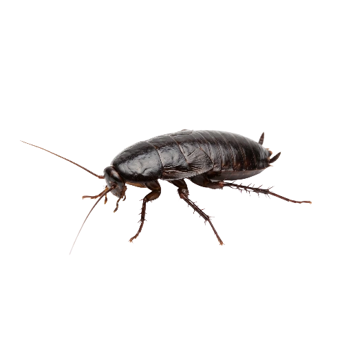 Oriental cockroaches