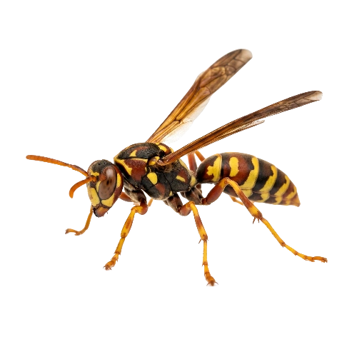 Paper Wasp