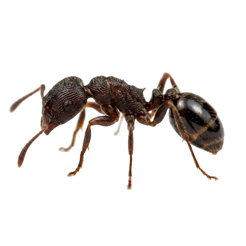 Pavement Ants Control toronto