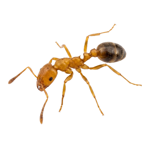 Pharaoh Ants Control toronto