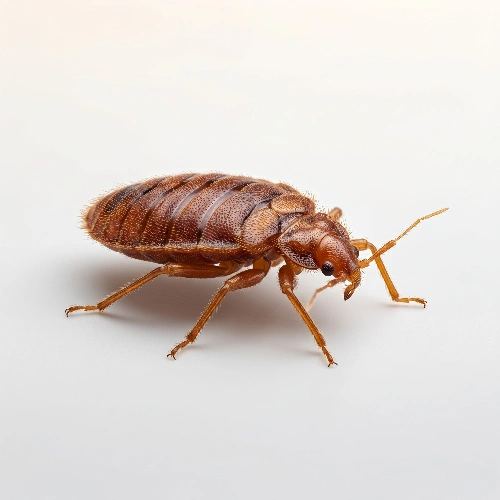 Residential Bedbug Removal