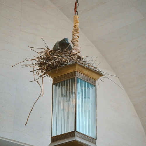 Residential Bird Control In Toronto