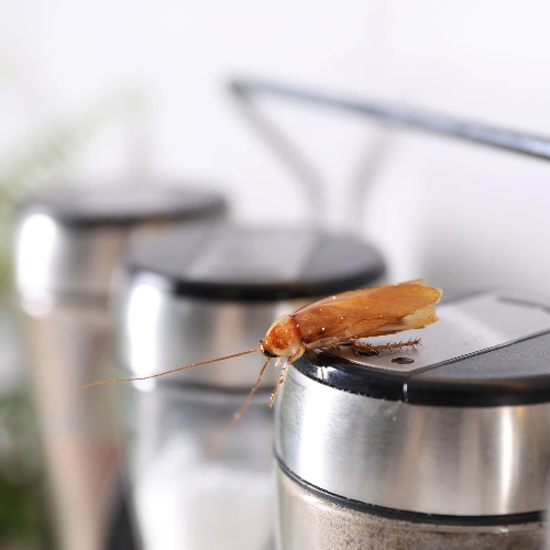 Residential Cockroach Control Toronto