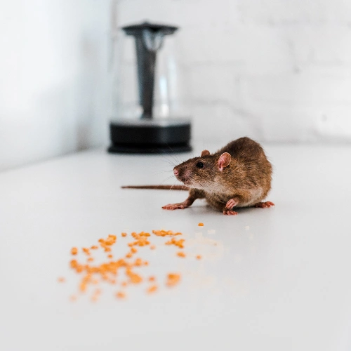 Residential Mice Extermination