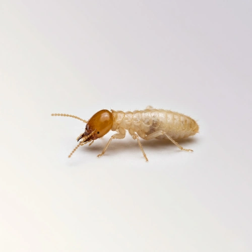 Residential Termite Treatment