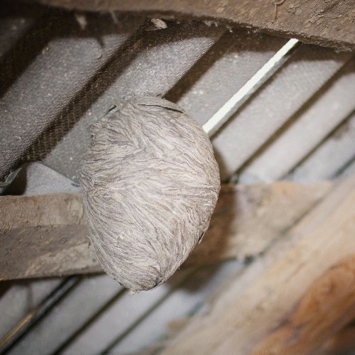 Residential Wasp Removal Services in Toronto