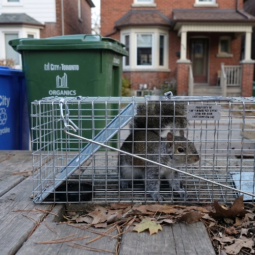 Residential and Commercial Squirrel Exterminators