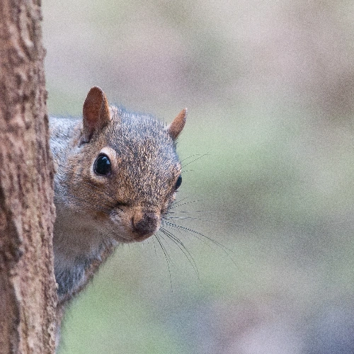 Signs You Need Squirrel Control Services in Toronto