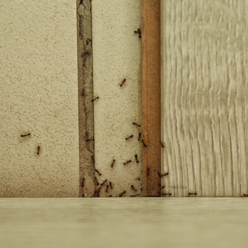 Signs of Ant Infestation in Toronto