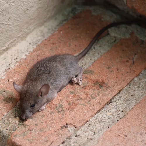 Signs of Mice Infestation