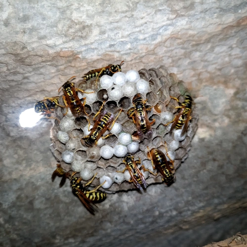 Signs of Wasp in Attic or Walls