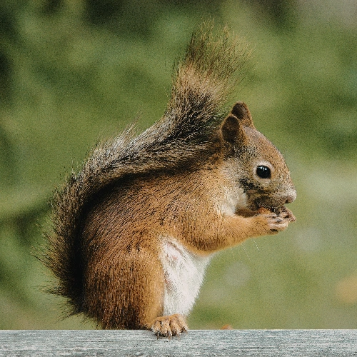 Squirrel prevention tips