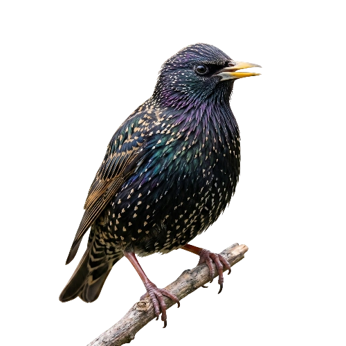 Starlings Control service toronto
