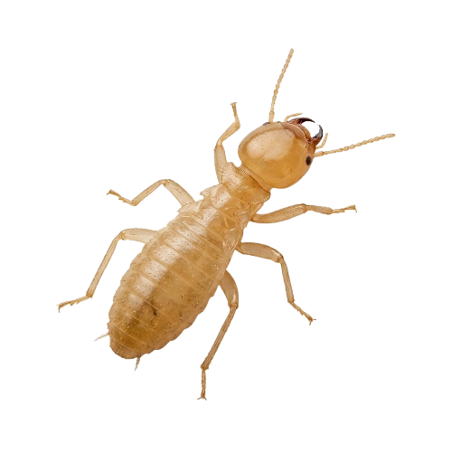 Termite control