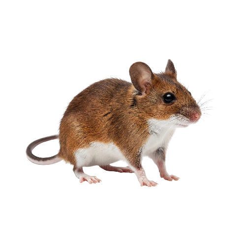 White Footed Mouse